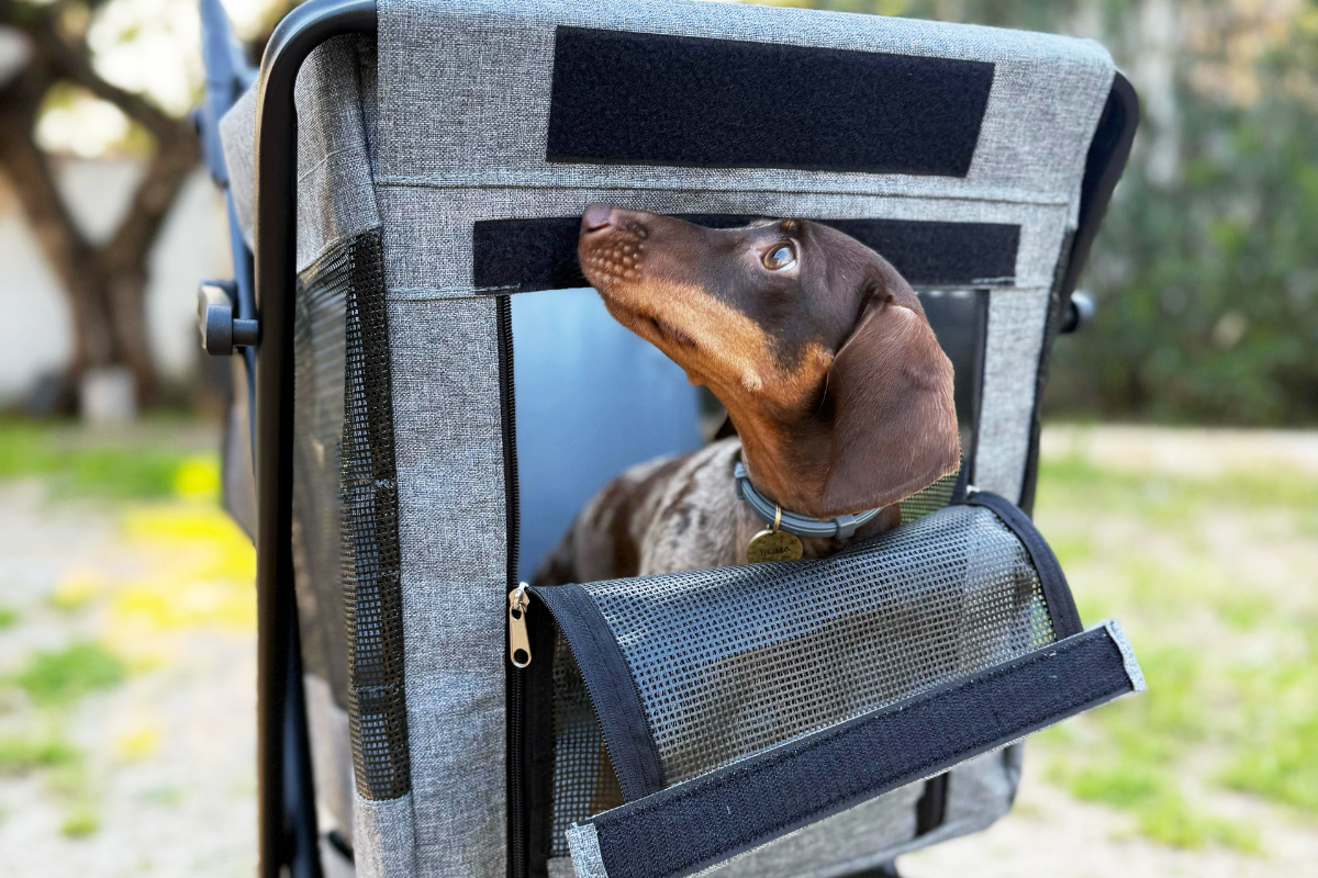 Jumbo Pet : le chariot pour chiens que votre compagnon attendait 1 Jumbo Pet : le chariot pour chiens que votre compagnon attendait